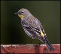 _0SB1352 audubon's warbler 